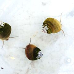 ヒメタニシ（10㎜～15㎜）1匹50円⇒5匹で200円🐚の画像