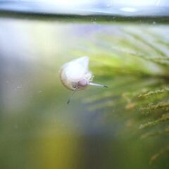 ヒメタニシ（10㎜～15㎜）1匹50円⇒5匹で200円🐚の画像