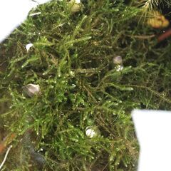 ヒメタニシ（10㎜～15㎜）1匹50円⇒5匹で200円🐚の画像