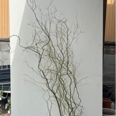 ウンリュウヤナギ　雲龍柳　切り枝