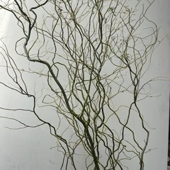 ウンリュウヤナギ　雲龍柳　切り枝の画像