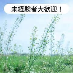 愛媛県松山市米野町で春の七草の出荷調整作業のお仕事！【単発/短期求人】
