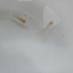 メダカ　天照　1ペア500円