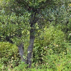 黒木差し上げます(糸満市)