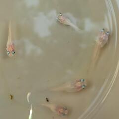 改良メダカポニョ出目ダルマ目前6匹