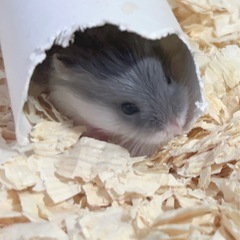 御家族決まりました໒꒱ ご協力ありがとうございます໒꒱ - 南足柄市