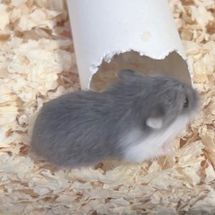 御家族決まりました໒꒱ ご協力ありがとうございます໒꒱ - その他