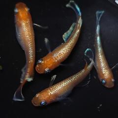 完売🙇🐟️初出品🐟️アマテラス✨️　２ペアセット🉐 №1