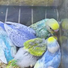 手乗りセキセイインコ　10月16日入荷