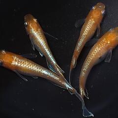 完売🙇🐟️初出品🐟️アマテラス✨️　２ペアセット🉐 №2