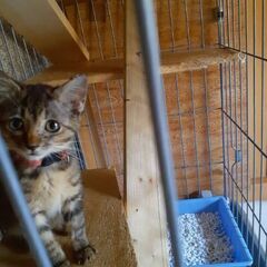 保護猫　2匹の里親募集 − 長崎県