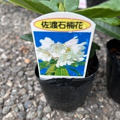 石楠花　シャクナゲのポットの画像