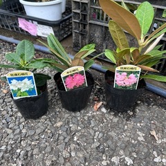 石楠花　シャクナゲのポット