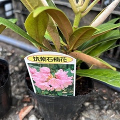 石楠花　シャクナゲのポットの画像