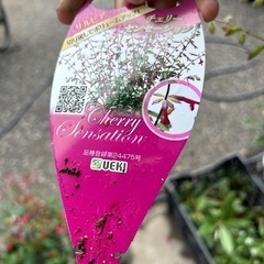 サルビアの画像