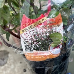 サルビアの画像