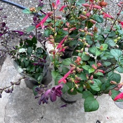 サルビアの画像