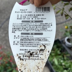 サルビアの画像