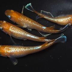 完売🙇🐟️初品種🐟️アマテラス✨️　２ペアセット🉐 №3の画像