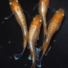 完売🙇🐟️初品種🐟️アマテラス✨️　２ペアセット🉐 №3の画像