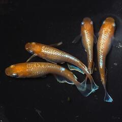 完売🙇🐟️初品種🐟️アマテラス✨️　２ペアセット🉐 №3の画像