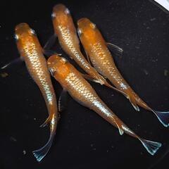 完売🙇🐟️初品種🐟️アマテラス✨️　２ペアセット🉐 №3の画像