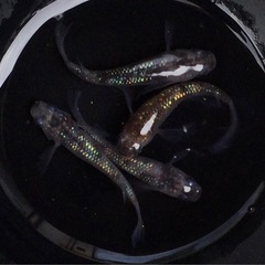 黒容器⭐️獅子流しめだか①⭐️ 2ペア＋オマケ♀1  三色ラメヒ...