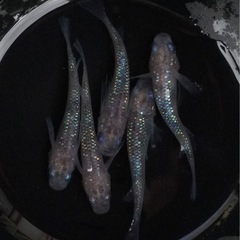 ｸﾞﾚｰ容器⭐️獅子流しめだか②⭐️ 2ペア＋オマケ♀1  三色...