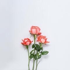 急募【Blu-rayジャケットの作成◎印刷】
