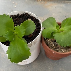 子宝弁慶草　カランコエ　マザーリーフ　多肉植物　