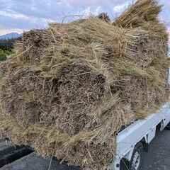 わら  藁束 　　天日干し(一時受付、停止中)の画像