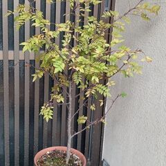 山椒の鉢植え