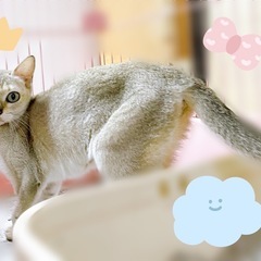 【里親募集🙇‍♀️】シンガプーラ　1歳の女の子♡ − 東京都