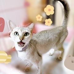 【里親募集🙇‍♀️】シンガプーラ　1歳の女の子♡ - ペット