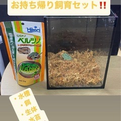お持ち帰りセット　クランウェルツノガエルの画像