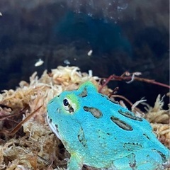 お持ち帰りセット　クランウェルツノガエル - ペット