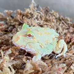 お持ち帰りセット　クランウェルツノガエル - 中頭郡
