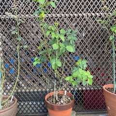 薔薇　オフェリア　6年物