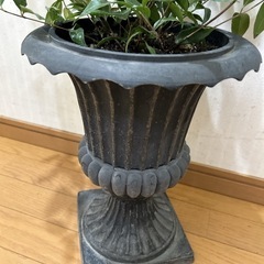 レモンマートル　おしゃれ鉢付き　sold outの画像