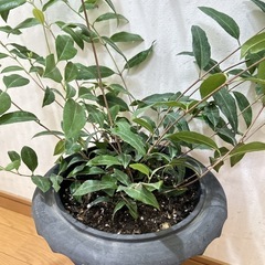 レモンマートル　おしゃれ鉢付き　sold outの画像