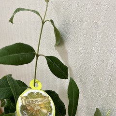 レモンマートル　おしゃれ鉢付き　sold outの画像