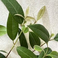 レモンマートル　おしゃれ鉢付き　sold outの画像