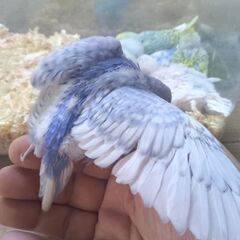 10月１6日入荷詳しく③　セキセイインコ