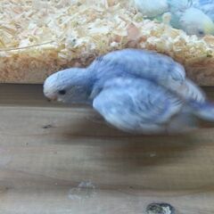 10月１6日入荷詳しく③　セキセイインコ - 春日部市
