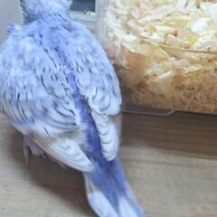 10月１6日入荷詳しく③　セキセイインコ - ペット