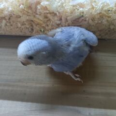 10月１6日入荷詳しく③　セキセイインコ − 埼玉県