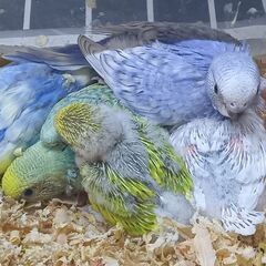 10月１6日入荷詳しく③　セキセイインコ - 地元のお店