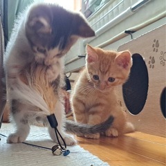 仮名ムギ君、チョコ君仲良し兄弟です。2匹一緒に里親さんが決まりま...