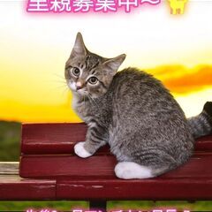 里親募集中！生後2ヵ月マンチカン足長♂(⋈◍＞◡＜◍)。✧♡ 