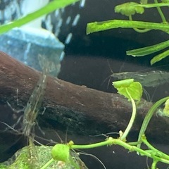 【決まりました】ミナミヌマエビ　20匹